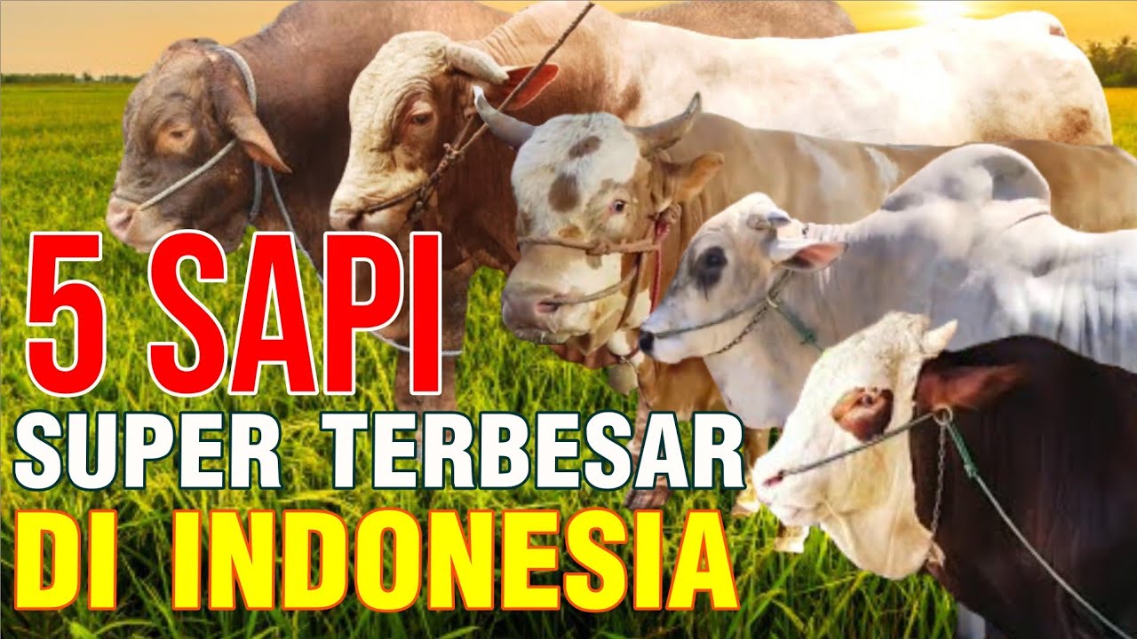 
                                 5-Sapi-Super-Legendaris-Terbesar-Di-Indonesia